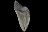 Partial, Megalodon Tooth - Serrated Blade #80028-1